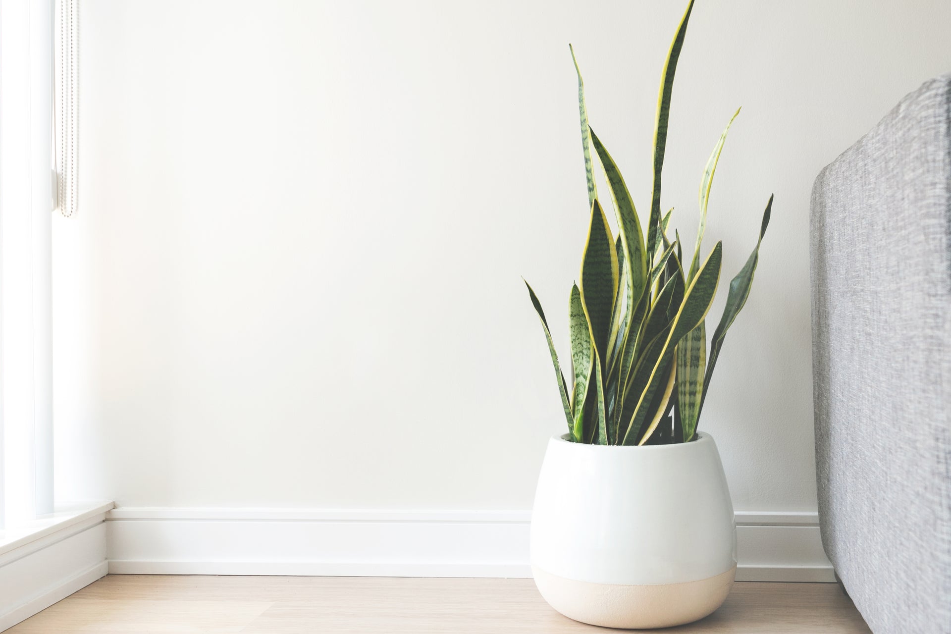 Health & Wellness Essentials